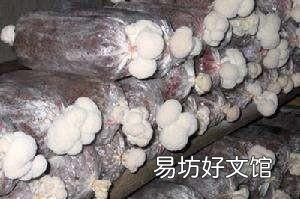 野生蘑菇和种植的蘑菇的区别,野生蘑菇与养殖蘑菇的区别