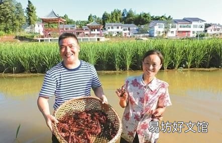 龙虾最喜欢的三种食物 龙虾最喜欢的食物是什么