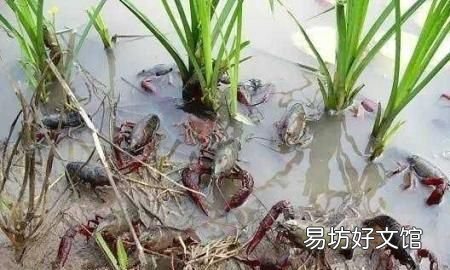 龙虾最喜欢的三种食物 龙虾最喜欢的食物是什么