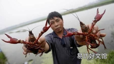 龙虾最喜欢的三种食物 龙虾最喜欢的食物是什么
