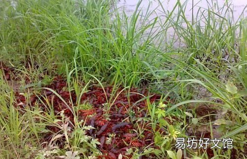 龙虾最喜欢的三种食物 龙虾最喜欢的食物是什么
