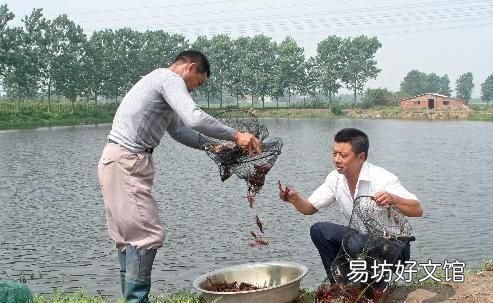 龙虾最喜欢的三种食物 龙虾最喜欢的食物是什么