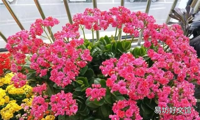花盆里有蜈蚣怎么办不能用杀虫剂