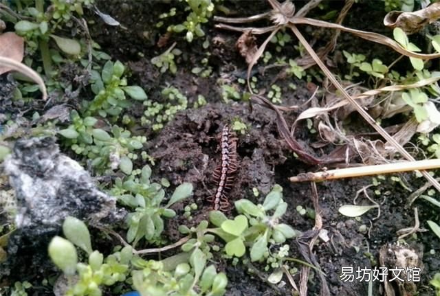 花盆里有蜈蚣怎么办不能用杀虫剂