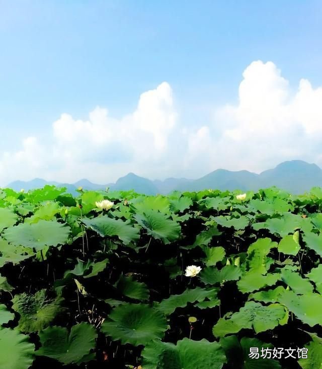 甜瓜怎么挑才能买到最甜的