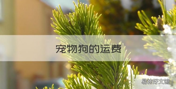 宠物狗的运费,宠物狗狗怎么买