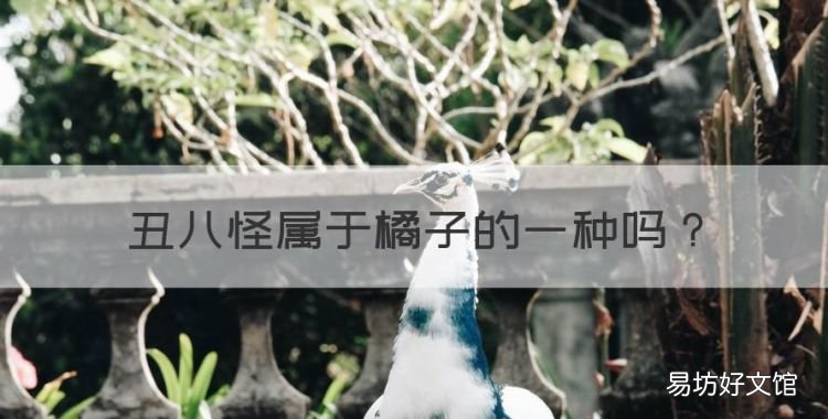丑八怪属于柑橘类吗,丑八怪属于橘子的一种