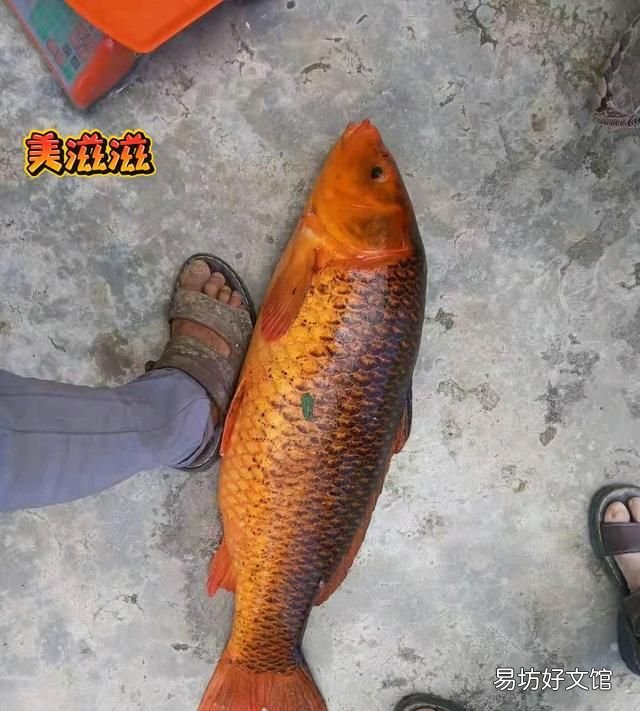 野钓钓到红鲤鱼有哪些说法,钓鱼三年终上10多斤大红鲤鱼