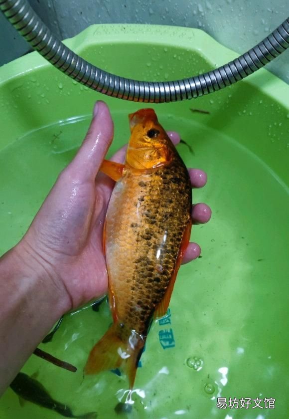野钓钓到红鲤鱼有哪些说法,钓鱼三年终上10多斤大红鲤鱼