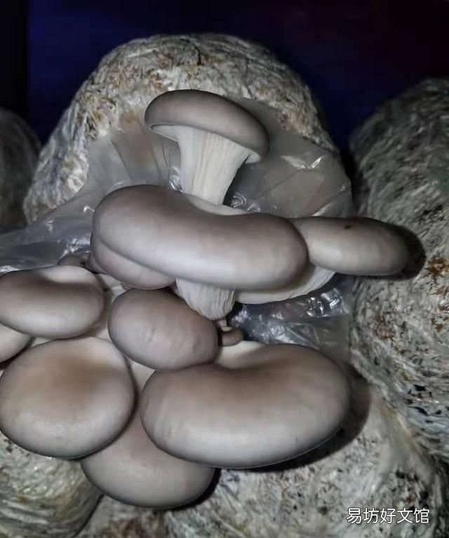食用菌之平菇的简单介绍