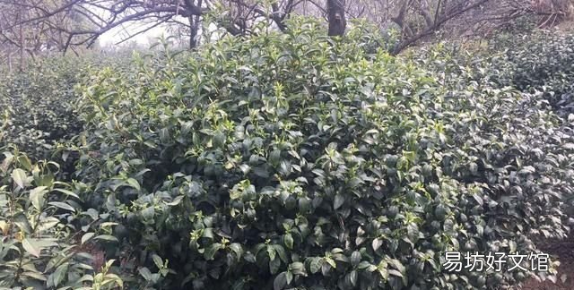碧螺春的产地以及品质特征