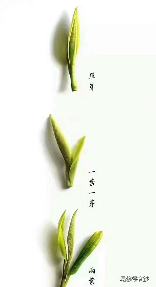 碧螺春的产地以及品质特征