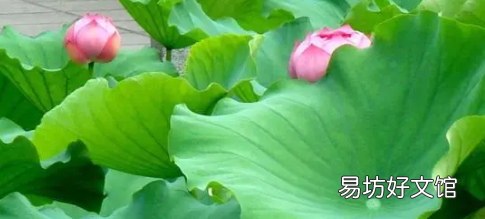 四面荷花三面柳下一句是什么诗