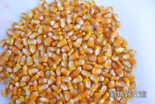 玉米种子怎么保存