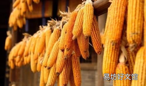 玉米种子怎么保存