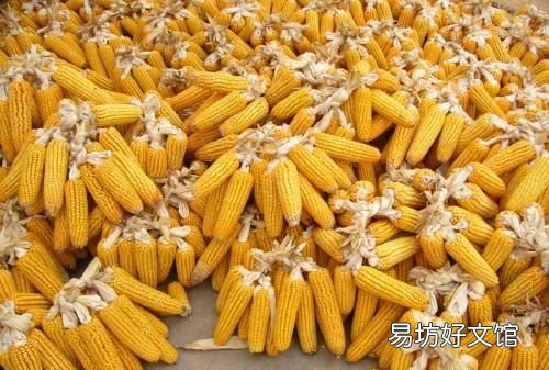 玉米种子怎么保存