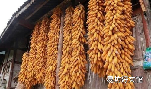 玉米种子怎么保存