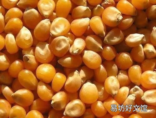 玉米种子怎么保存