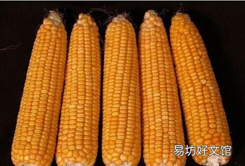 玉米种子怎么保存