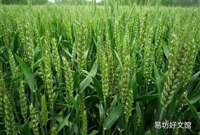 小麦成熟期是什么时候开始,小麦成熟期一般在什么时间