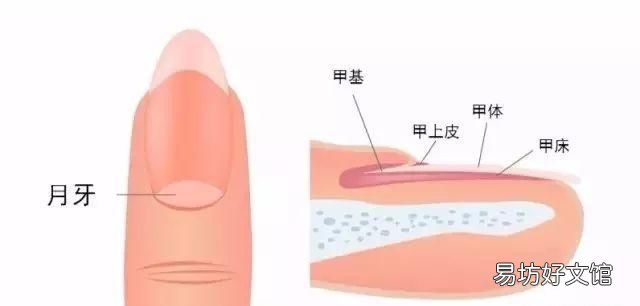 指甲上没有月牙是怎么回事儿 指甲上没有月牙是怎么回事