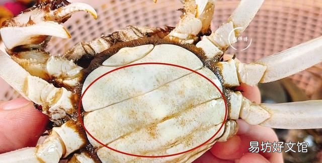 買螃蟹時記住這5點,漁民阿雄捕青螃蟹大全