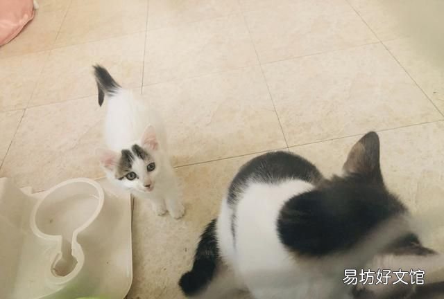怎样可以把猫咪吸引过来 如何和猫相处