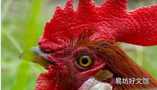 农村自家养的土鸡的鸡冠有没有毒