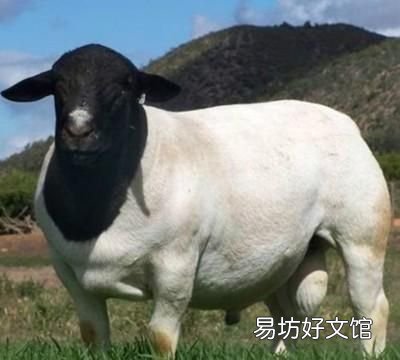母羊不带羔怎么办,母羊不认羔不舔怎么办