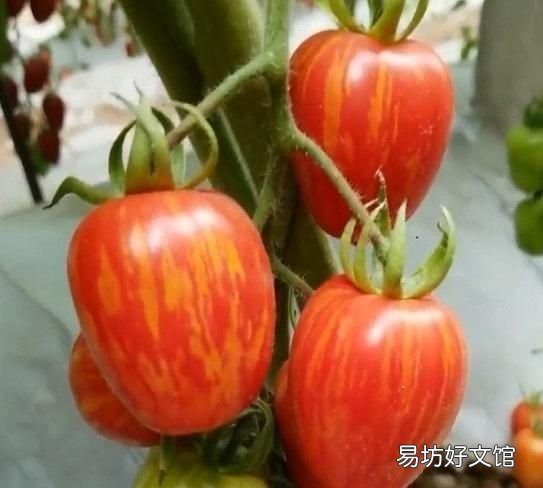 西红柿留几穗果好 西红柿几穗果好