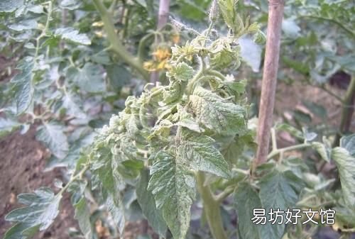 西红柿留几穗果好 西红柿几穗果好