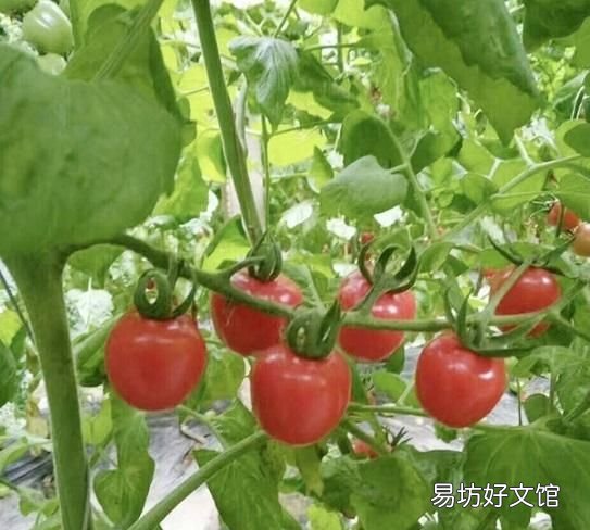 西红柿留几穗果好 西红柿几穗果好
