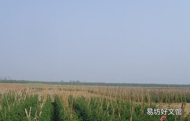西红柿留几穗果好 西红柿几穗果好