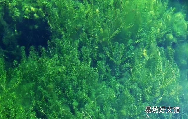 济南为什么被称为泉城,山东哪座城市被称为泉城