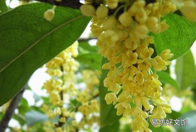 新都为什么叫香城
