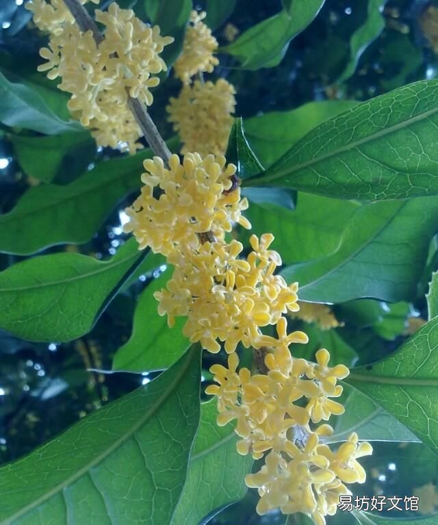 新都为什么叫香城
