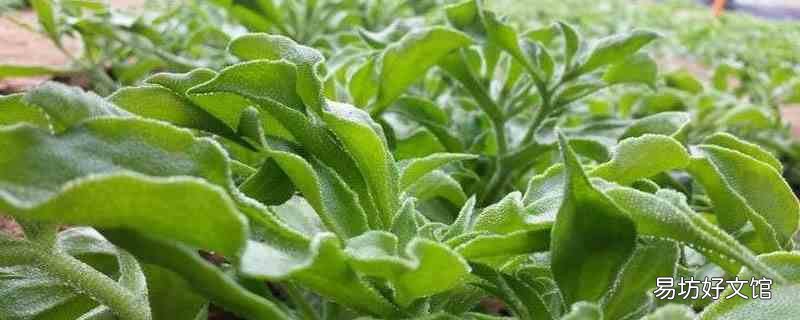 冰菜几月种植 冰菜几月种植最好