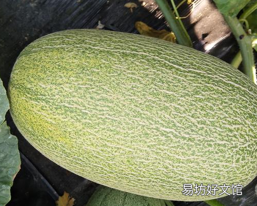 哈密瓜要怎么选才皮薄又好吃呢,哈密瓜要怎么挑才甜好吃
