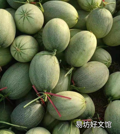 哈密瓜要怎么选才皮薄又好吃呢,哈密瓜要怎么挑才甜好吃