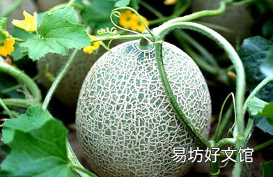 哈密瓜要怎么选才皮薄又好吃呢,哈密瓜要怎么挑才甜好吃