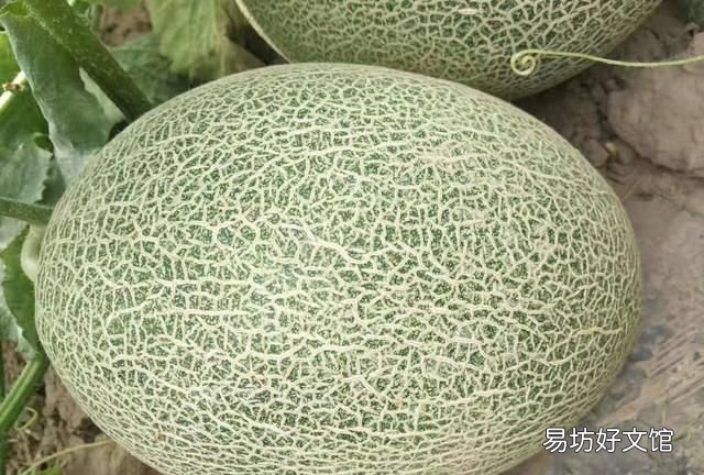 哈密瓜要怎么选才皮薄又好吃呢,哈密瓜要怎么挑才甜好吃