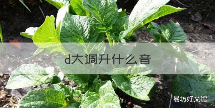 d大调升什么音,小提琴B大调升哪几个音