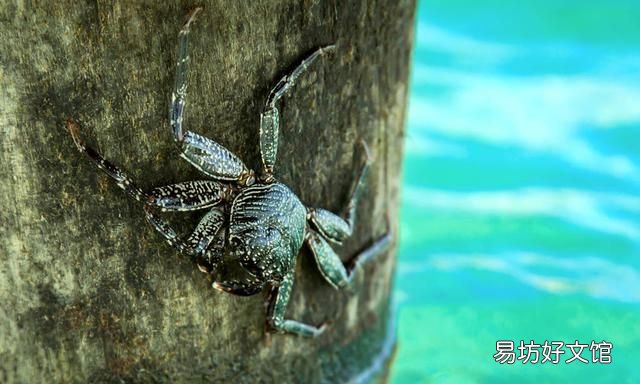 青蟹放冰箱保鲜会死吗 青蟹放冰箱一般死多久不能吃