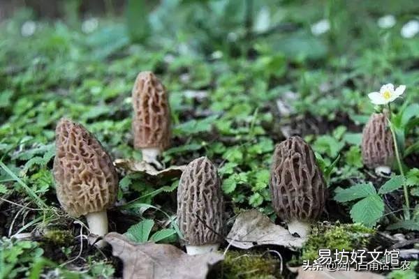 最新羊肚菌市場價格表一覽 羊肚菌一斤多少錢