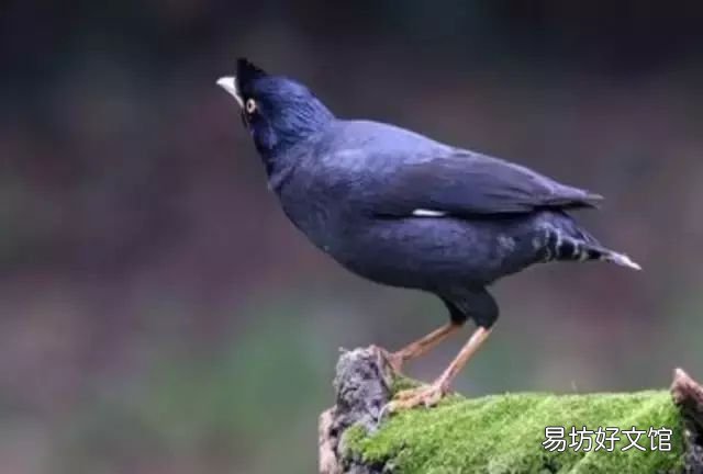 八哥学舌总结,八哥修舌的正确方法