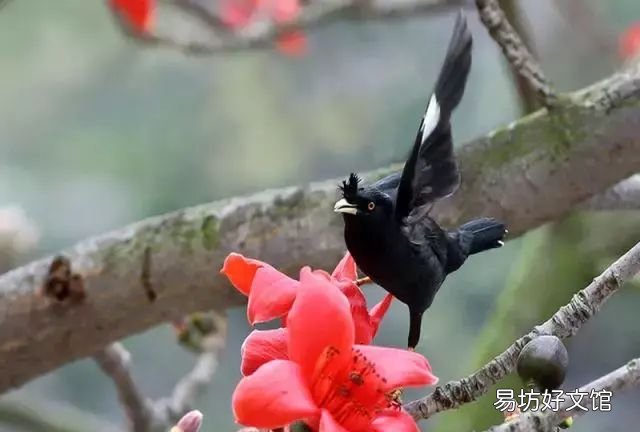 八哥学舌总结,八哥修舌的正确方法