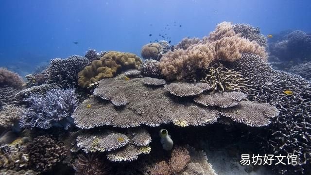 我们如何做才能保护海洋生物的多样性英语作