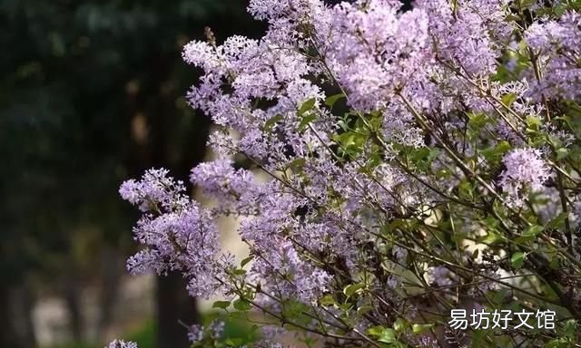 丁香花的唯美十首詩 十首丁香花的優(yōu)美古詩詞賞析