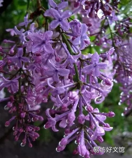 丁香花的唯美十首詩 十首丁香花的優(yōu)美古詩詞賞析