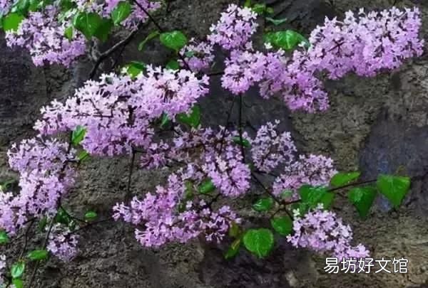 丁香花的唯美十首詩 十首丁香花的優(yōu)美古詩詞賞析